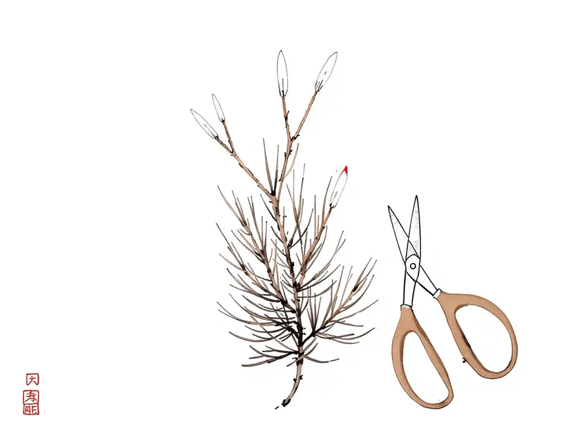 Candle cutting: controlling a pine's spring push, ink drawing